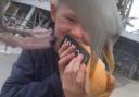 East Lancs mum captures viral TikTok video of seagull stealing son's hot dog