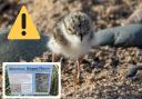 Ringed plover birds are endangered and nesting on Fleetwood Beach