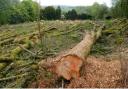 The felled trees in Darwen