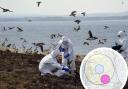 National Trust team of rangers in protective gear clear dead birds | Inset is an interactive map of bird flu control zones in Lancashire