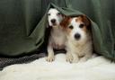 If you're one of those pet owners that are dreading the loud noises that come hand in hand with November 5, we might have some answers for you. ( PA)