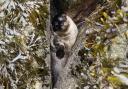 A seal pup trapped between two boulders in Fleetwood