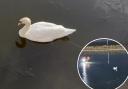 Inset photo of firefighters rescuing swan