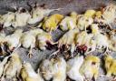 SO CRUEL Some of the 100 chicks which were battered to death at Knuzden Brook poultry farm in Knuzden