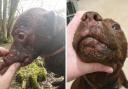 A Patterdale terrier known as Thugly who was attacked by a wild mammal