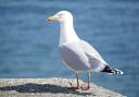 Blackpool Zoo is hiring Seagull Deterrents to help keep the birds away from visitor dining areas
