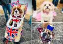 In Pictures: The adorable dogs crowned winners in the ‘Royal Dog Show’