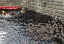 The RSPCA has rescued 65 ducks from the River Calder in Lancashire