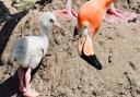 Flamingo chicks have broken a record at Blackpool Zoo