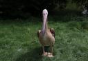 Blackpool Zoo is looking for a pelican that was