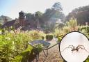 Spiders can act as pest control in our gardens and they help maintain a healthy garden ecosystem