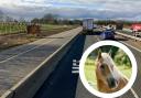 M55 near Edith Rigby Way. Inset photo is a stock picture of a horse