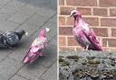 A pink pigeon has been spotted in Bury