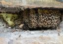 The bees in the wall of Elmfield Hall