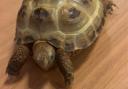 Regee a two-year-old Russian Horsefield Tortoise, is a beloved resident of Anchor’s Eric Morecambe House care home