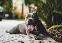 The two bully dogs attacked a 12 year old Jack Russell terrier