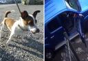 A sheepdog trainer from Weir grabbed his dog by the neck and repeatedly hit her in the head, in an violent attack that was caught on CCTV