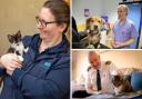 The RSPCA says it has rehomed 8,000 animals in Lancashire in the last decade