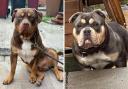 The American Bullies were stolen from Blackburn in July last year. Tyson (left) and Chanelle  (Image: LT)