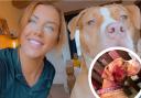 Casey Wilson's dog Nova, was left covered in blood after attack