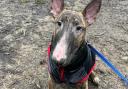 Maggie the English Bull Terrier died after being sent home from Blackburn vets