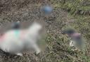 Dead sheep and lambs have been left lying in fields in the Ribble Valley