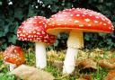 Fly agaric was used for 'flying ointment'