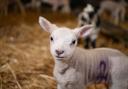 Darren Tillotson had been lambing before being caught drink driving