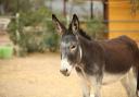 The applicant argued the building was needed to provide shelter for donkeys used to graze and manage pastureland