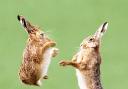 A female and male hare in a mating ritual