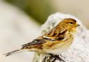 Fields project is just right to save the twite
