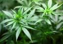 Craig Whyte, 45, of Moor Street, Nelson, appeared before Preston Crown Court for sentence after admitting being involved in cannabis production and abstracting electricity