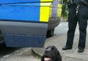 Lancashire police dog Meg