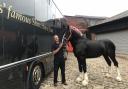 Richard Green with the new Shire horse at the Thwaites stables