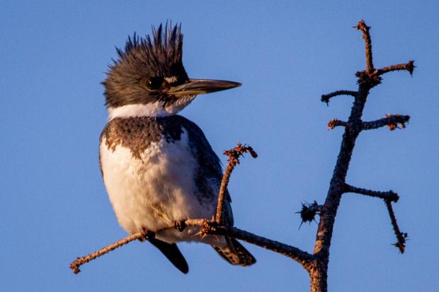 Lancashire Telegraph: A belted kingfisher perched at the top of a tree in the USA (Photo:Unsplash/Joshua J. Cotten)