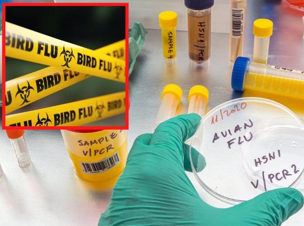 The first case of a man suffering from bird flu has been confirmed