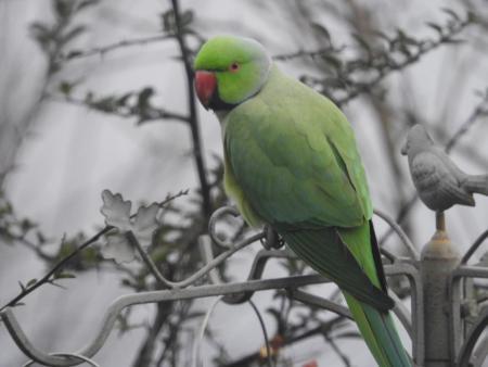 Lancashire Telegraph: One of the parakeets perching on the bird feeder