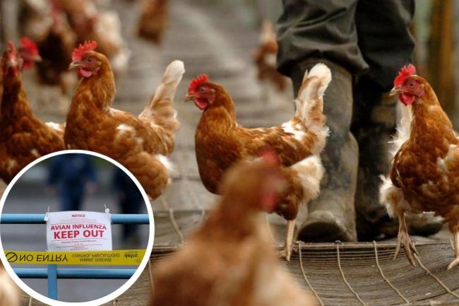 A bird flu outbreak has been confirmed in Upholland (Andrew Milligan/ Chris Radburn/PA)