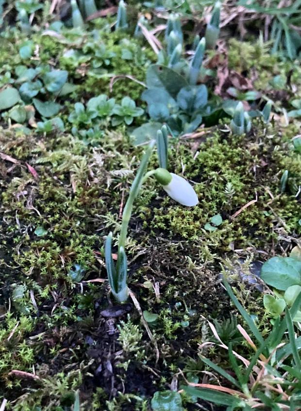 Lancashire Telegraph: Ian Hargreaves spotted a snowdrop in Whalley this month (Photo: Ivan Hargreaves)