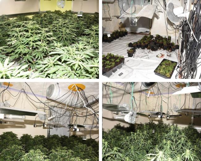 Cannabis farm found on Willows Street in Accrington