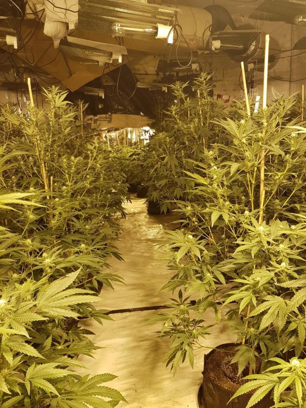 Lancashire Telegraph: A cannabis farm was found in Burnley