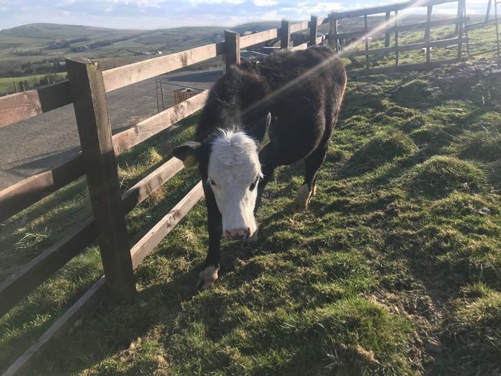 Rossendale: Investigation after cows stolen from Loveclough farm - Vimarsana News