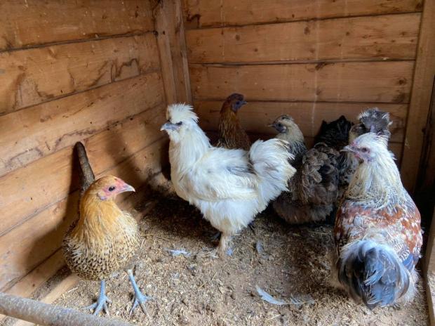 Lancashire Telegraph: Chickens on The Chuckery Farm in Clayton-le-Moors