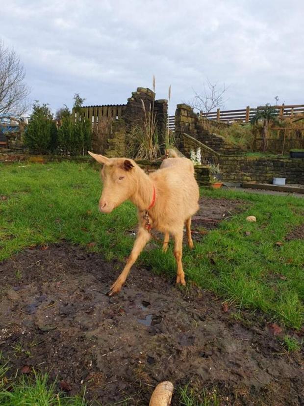 Lancashire Telegraph: A goat on the Clayton-le-Moors farm