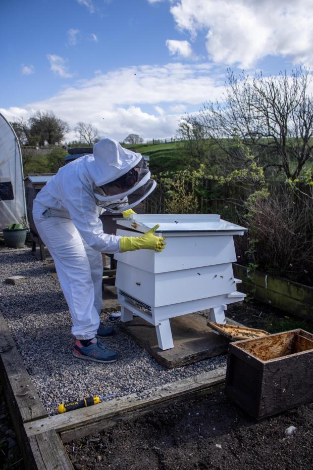 Lancashire Telegraph: The bees being moved into their new home at Bowland Brewery