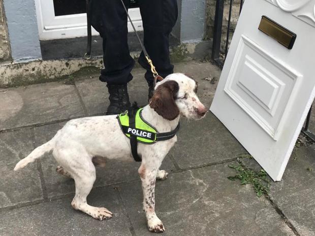 Lancashire Telegraph: DRUGS: PD Pirate was brought in as part of the search for drugs inside a Haslingden property