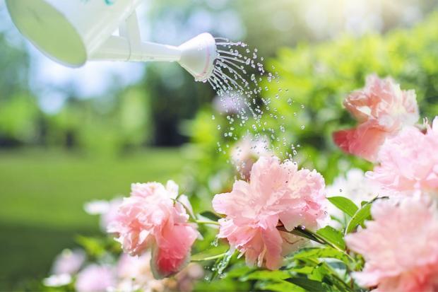 Lancashire Telegraph: A watering can watering some pink flowers. Credit: Canva