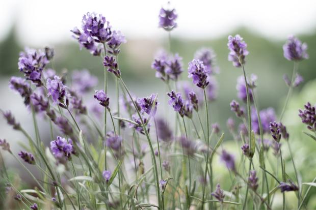 Lancashire Telegraph: Lavender field. Credit: Canva