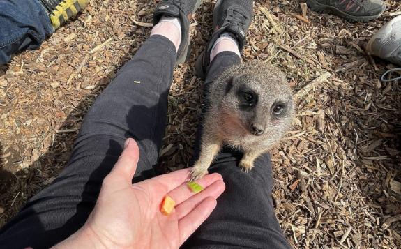 Lancashire Telegraph: Feed the meerkats during an Animal Experience at Hoo Farm Animal Kingdom. Picture: Tripadvisor Lancashire Telegraph: Feed the meerkats during an Animal Experience at Hoo Farm Animal Kingdom. Picture: Tripadvisor