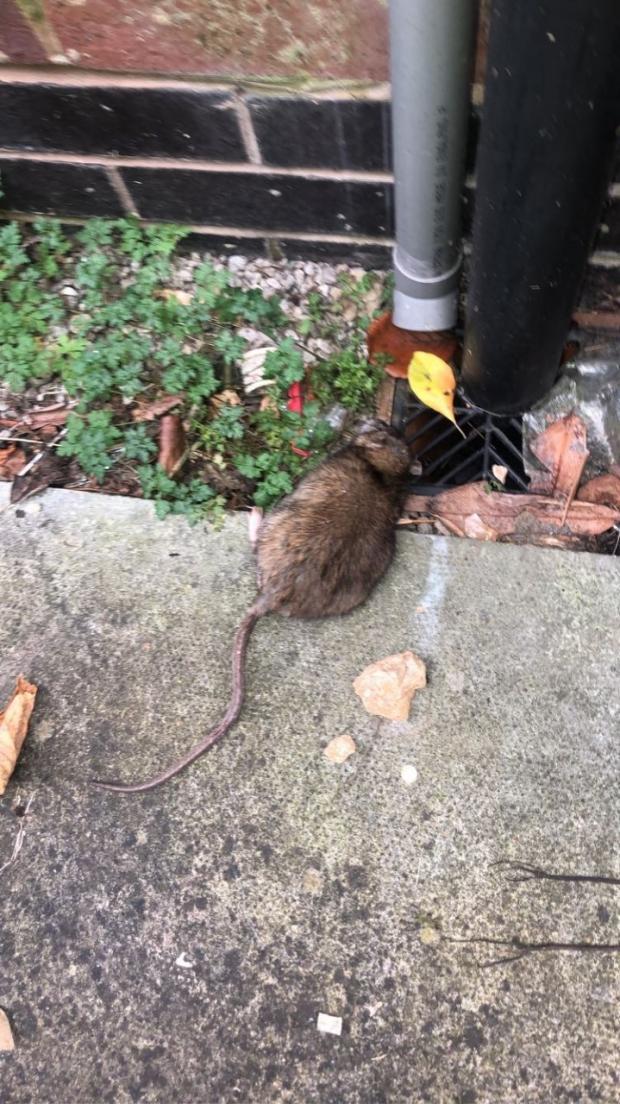 Lancashire Telegraph: Rat found in alley in Darwen